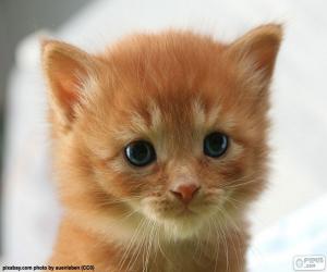 yapboz Cute Kitten